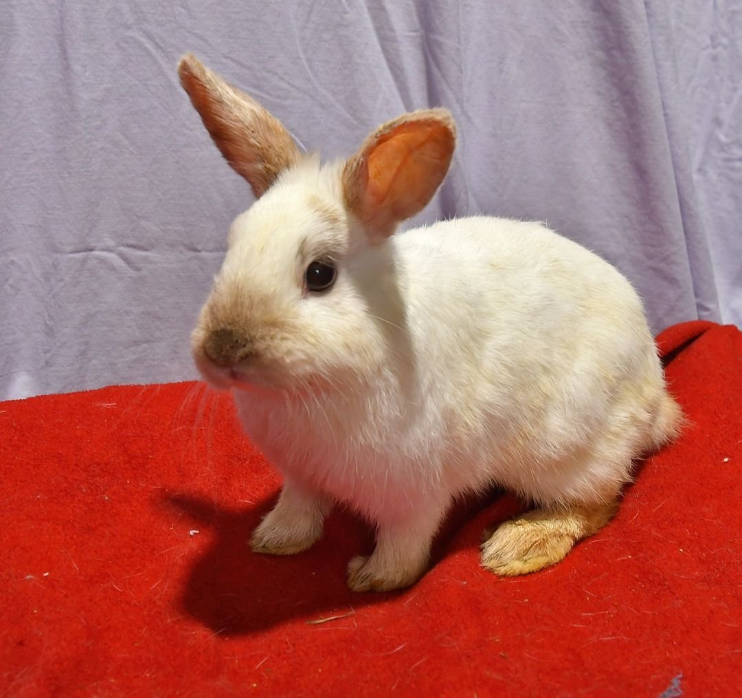 adoptable Rabbit in East Syracuse, NY named Bouncy