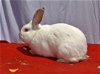adoptable Rabbit in  named Sunny