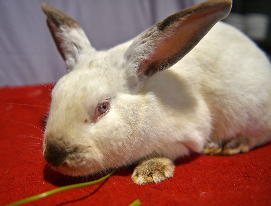 adoptable Rabbit in East Syracuse, NY named Bright
