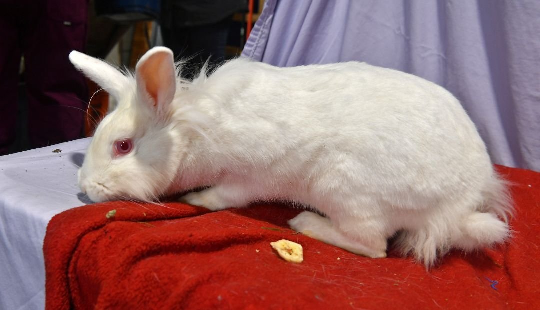 adoptable Rabbit in East Syracuse, NY named No!