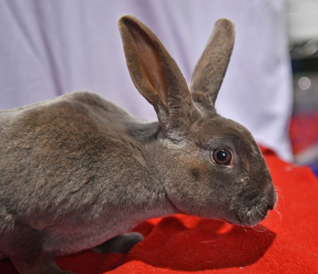 adoptable Rabbit in East Syracuse, NY named Pickles!