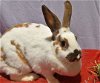 adoptable Rabbit in east syracuse, NY named Heavens!