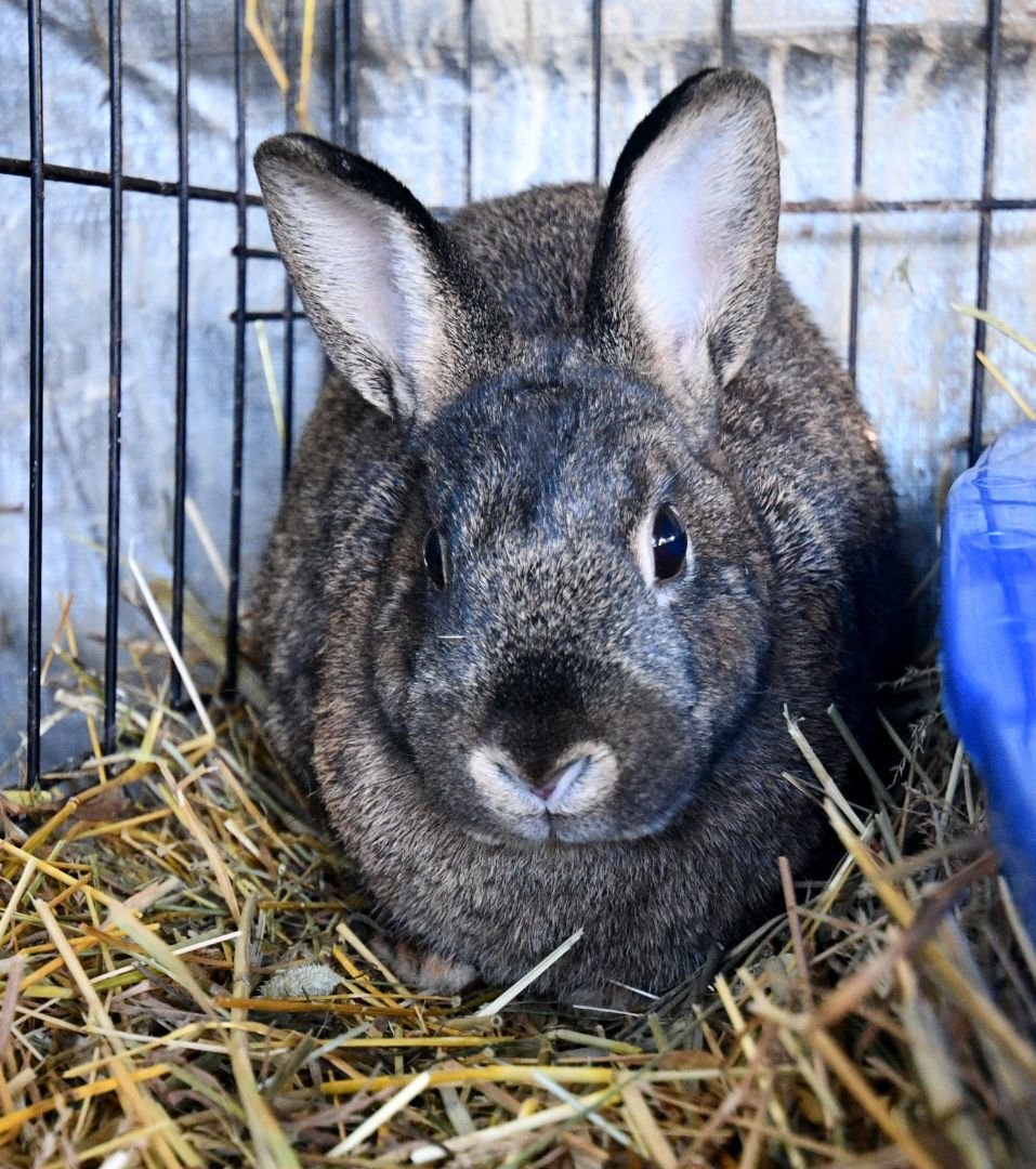 adoptable Rabbit in East Syracuse, NY named Naw!