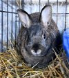 adoptable Rabbit in  named Naw!