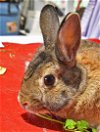 adoptable Rabbit in  named Aarg!