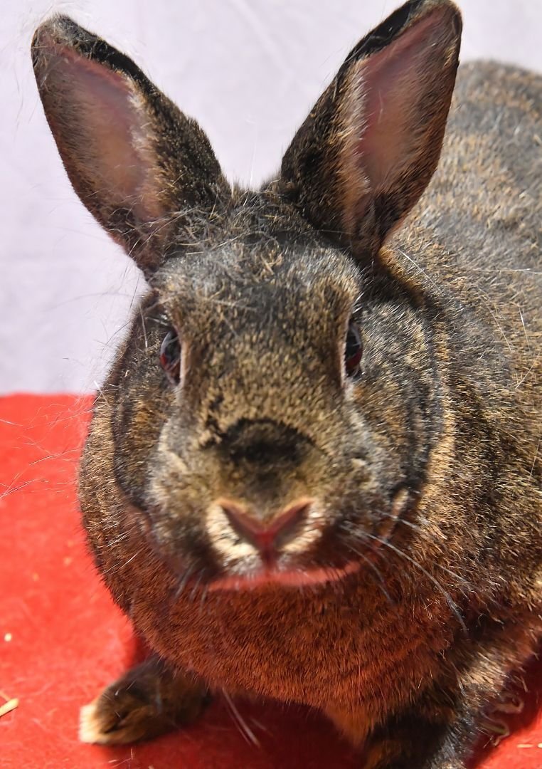 adoptable Rabbit in East Syracuse, NY named Hey!