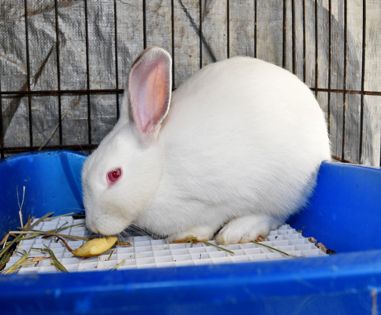 adoptable Rabbit in East Syracuse, NY named Oops!