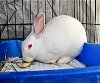 adoptable Rabbit in syracuse, NY named Oops!