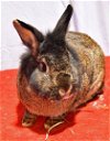 adoptable Rabbit in  named Golly!