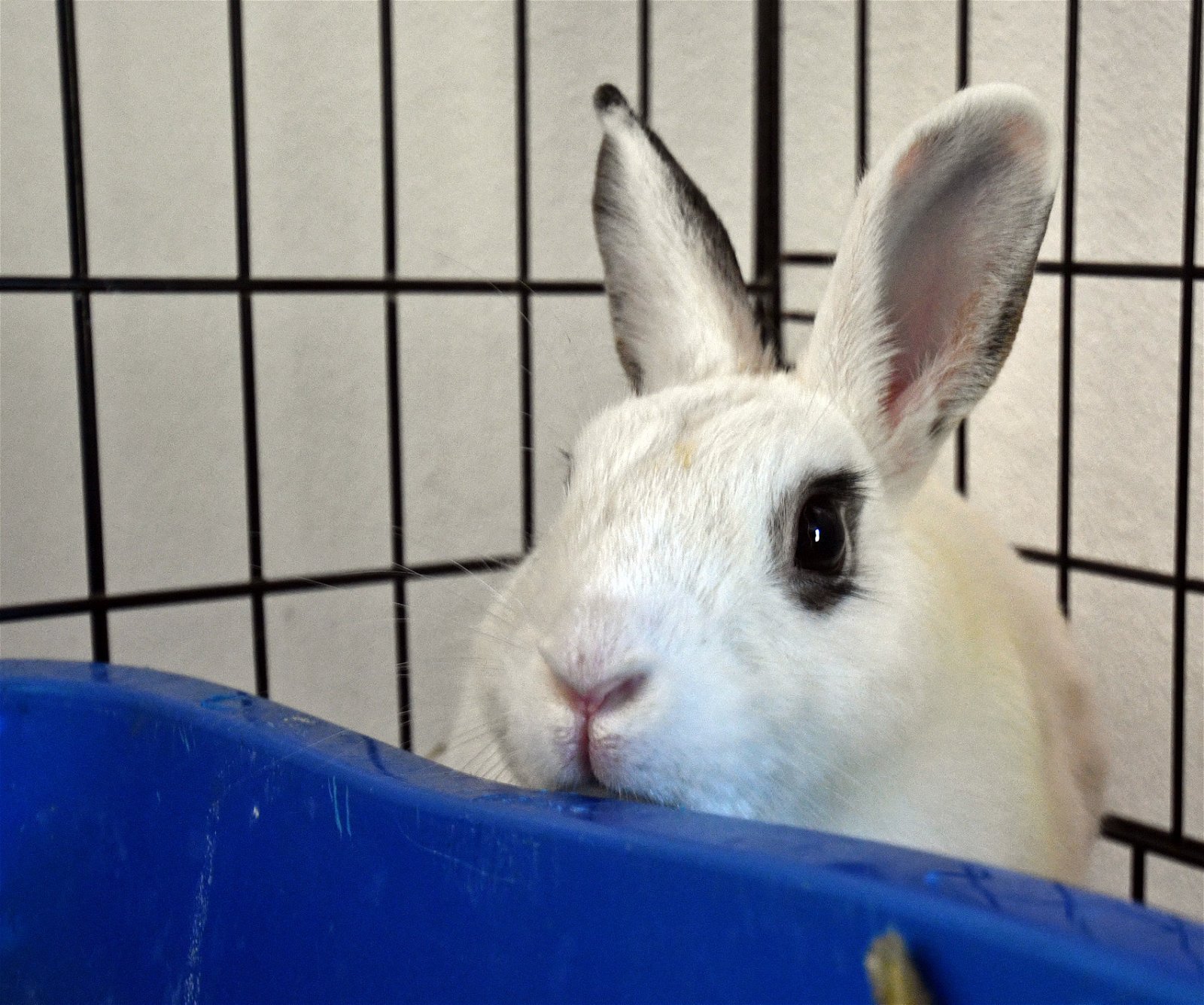 adoptable Rabbit in East Syracuse, NY named Roger-That!