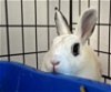 adoptable Rabbit in syracuse, NY named Roger-That!