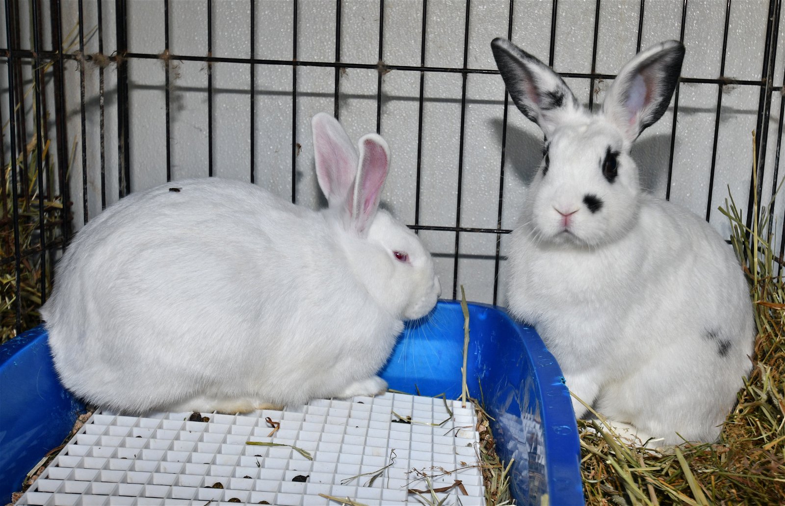 adoptable Rabbit in East Syracuse, NY named Against