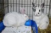 adoptable Rabbit in  named Against