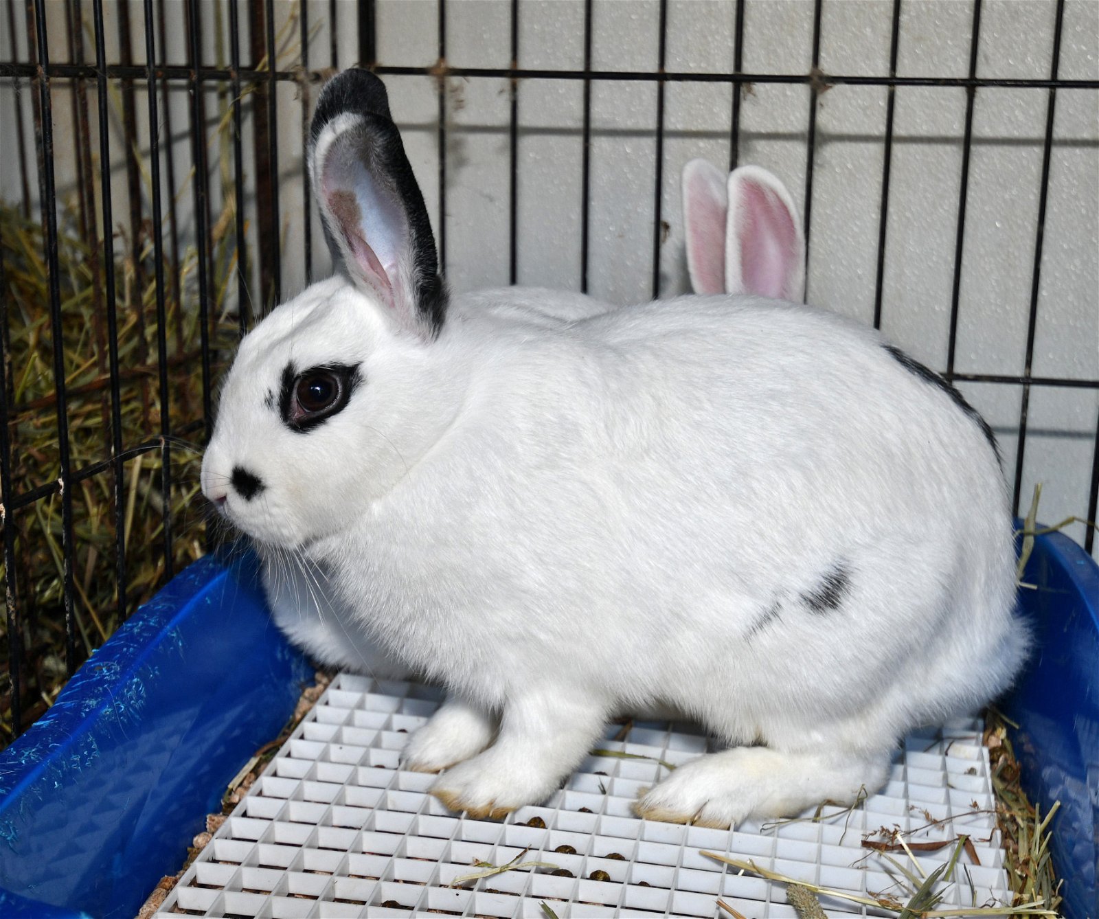 adoptable Rabbit in East Syracuse, NY named With