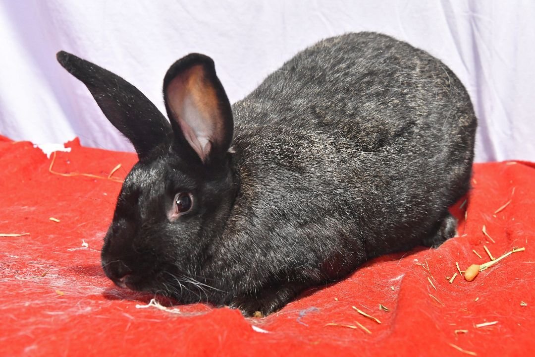 adoptable Rabbit in East Syracuse, NY named Around