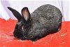 adoptable Rabbit in  named Around