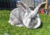 adoptable Rabbit in , NY named From