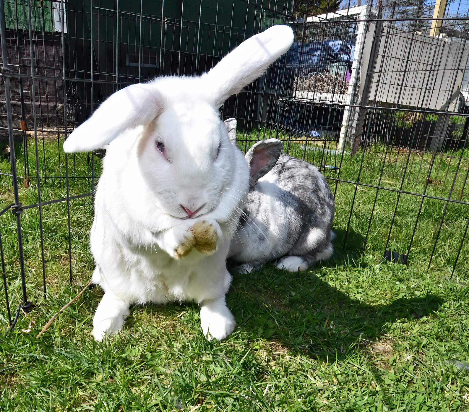 adoptable Rabbit in East Syracuse, NY named To