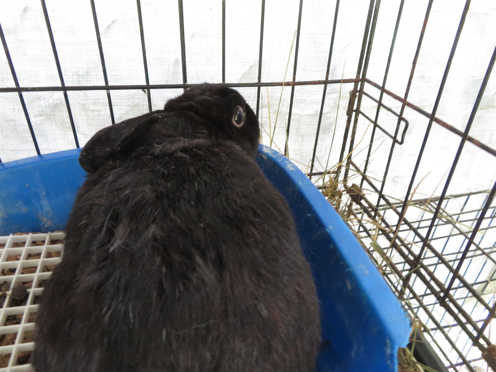 adoptable Rabbit in East Syracuse, NY named Vandium