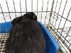 adoptable Rabbit in syracuse, NY named Vandium