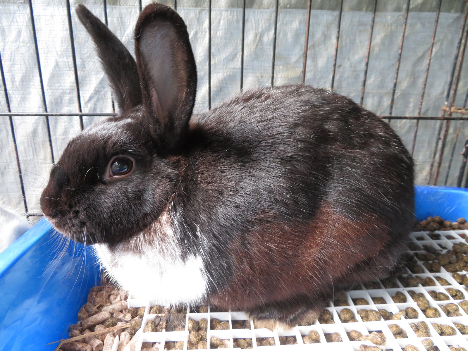 adoptable Rabbit in East Syracuse, NY named Phosphorus