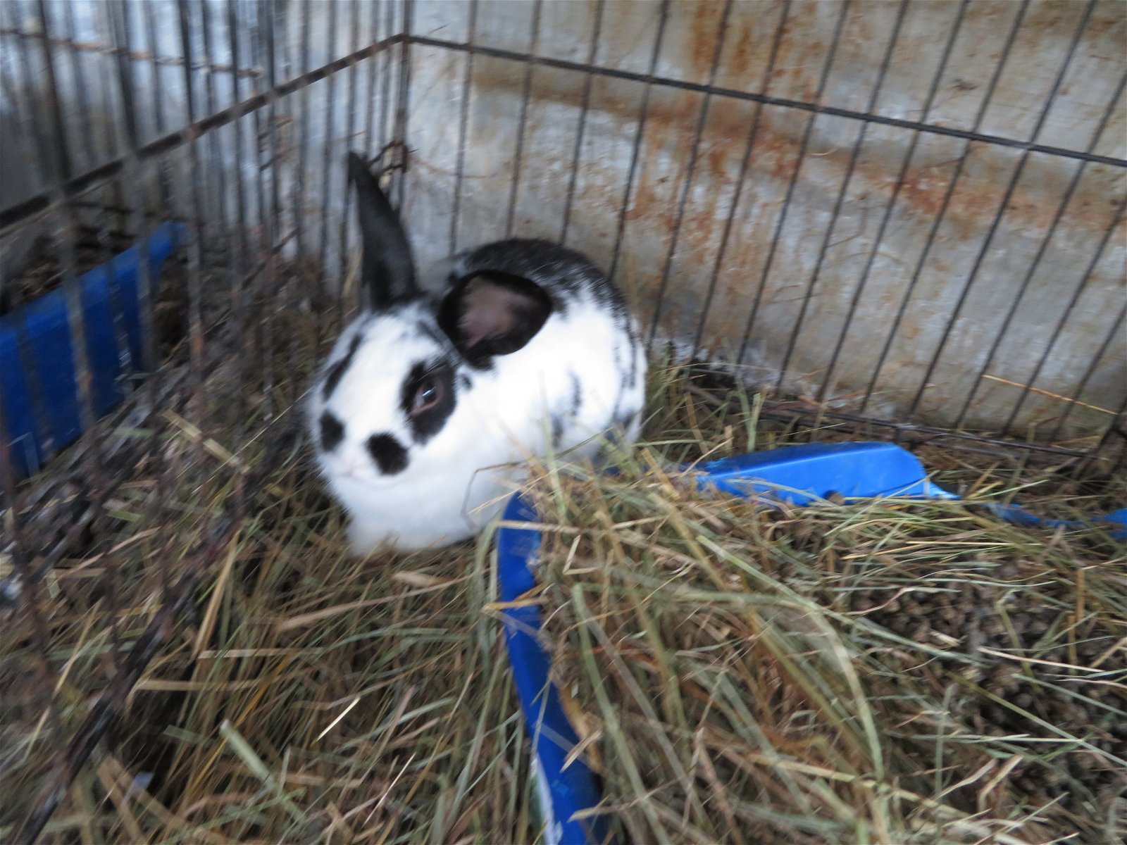 adoptable Rabbit in East Syracuse, NY named Ytterbium