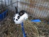 adoptable Rabbit in  named Ytterbium