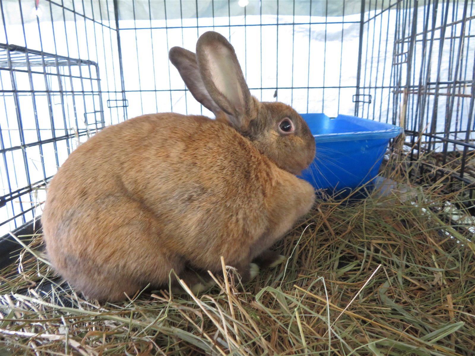 adoptable Rabbit in East Syracuse, NY named Chromium