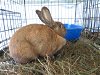adoptable Rabbit in  named Chromium