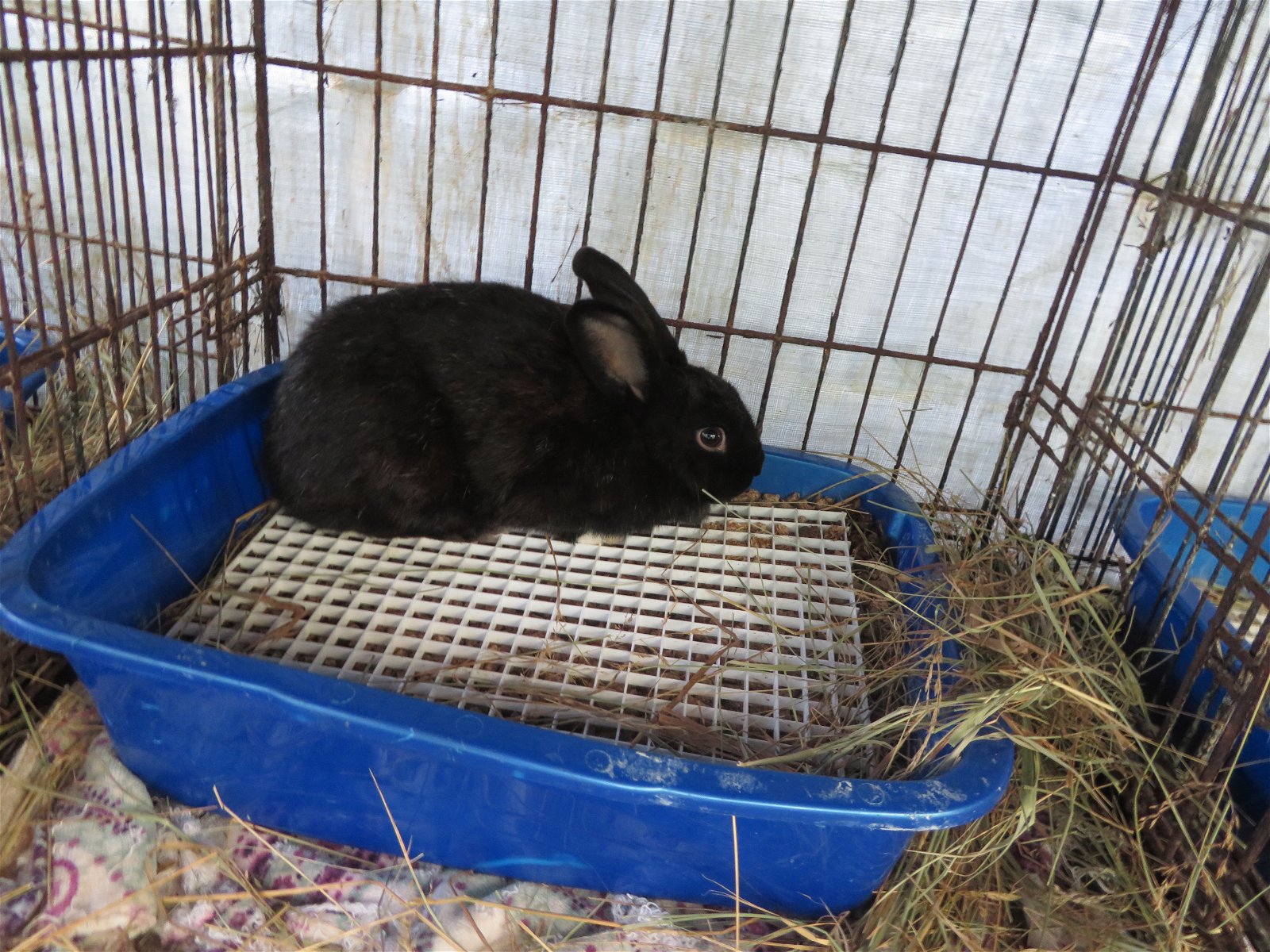 adoptable Rabbit in East Syracuse, NY named Titanium