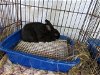 adoptable Rabbit in  named Titanium