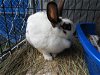 adoptable Rabbit in  named Calcium