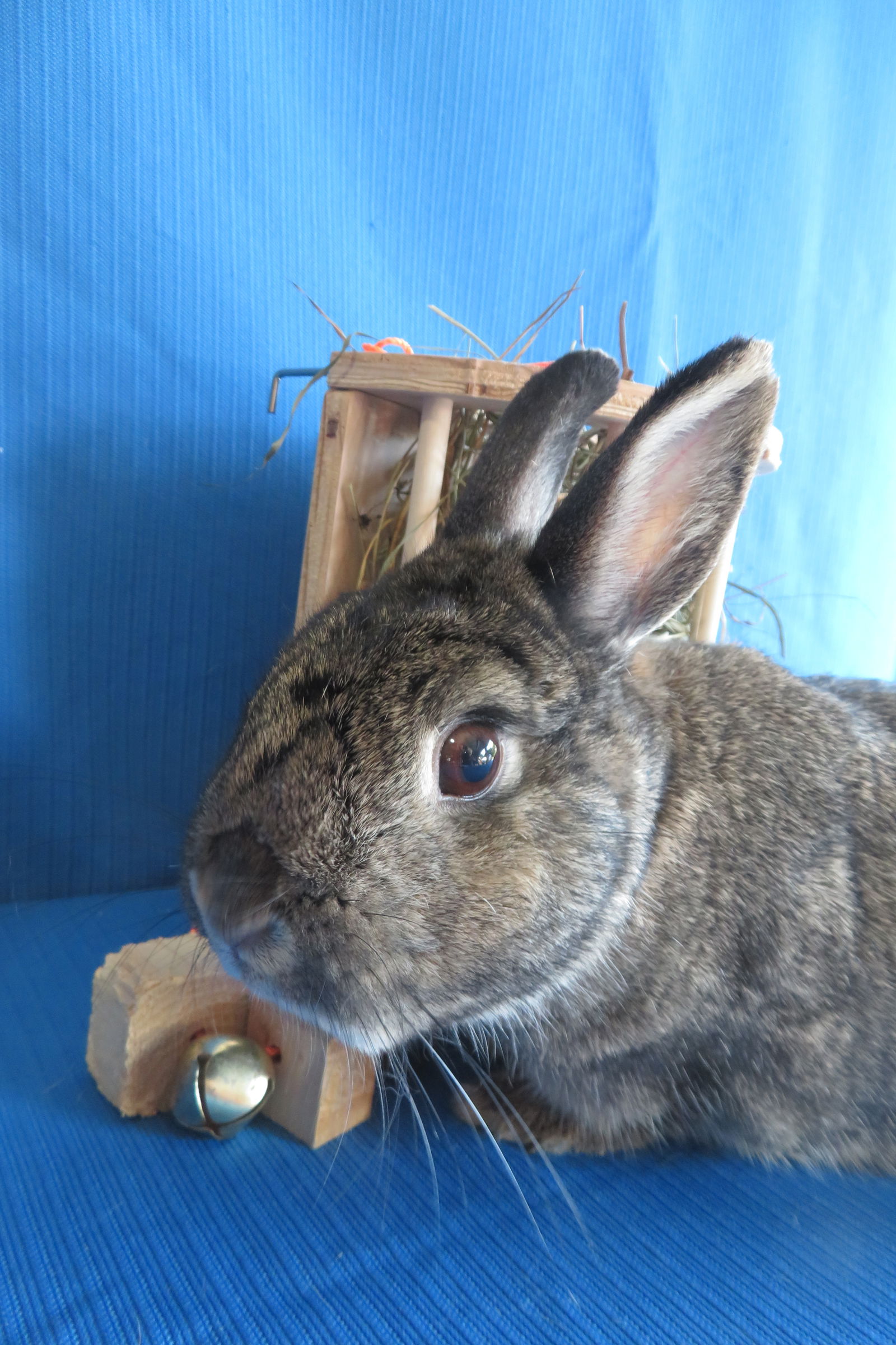 adoptable Rabbit in East Syracuse, NY named Einsteinium