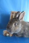 adoptable Rabbit in  named Einsteinium