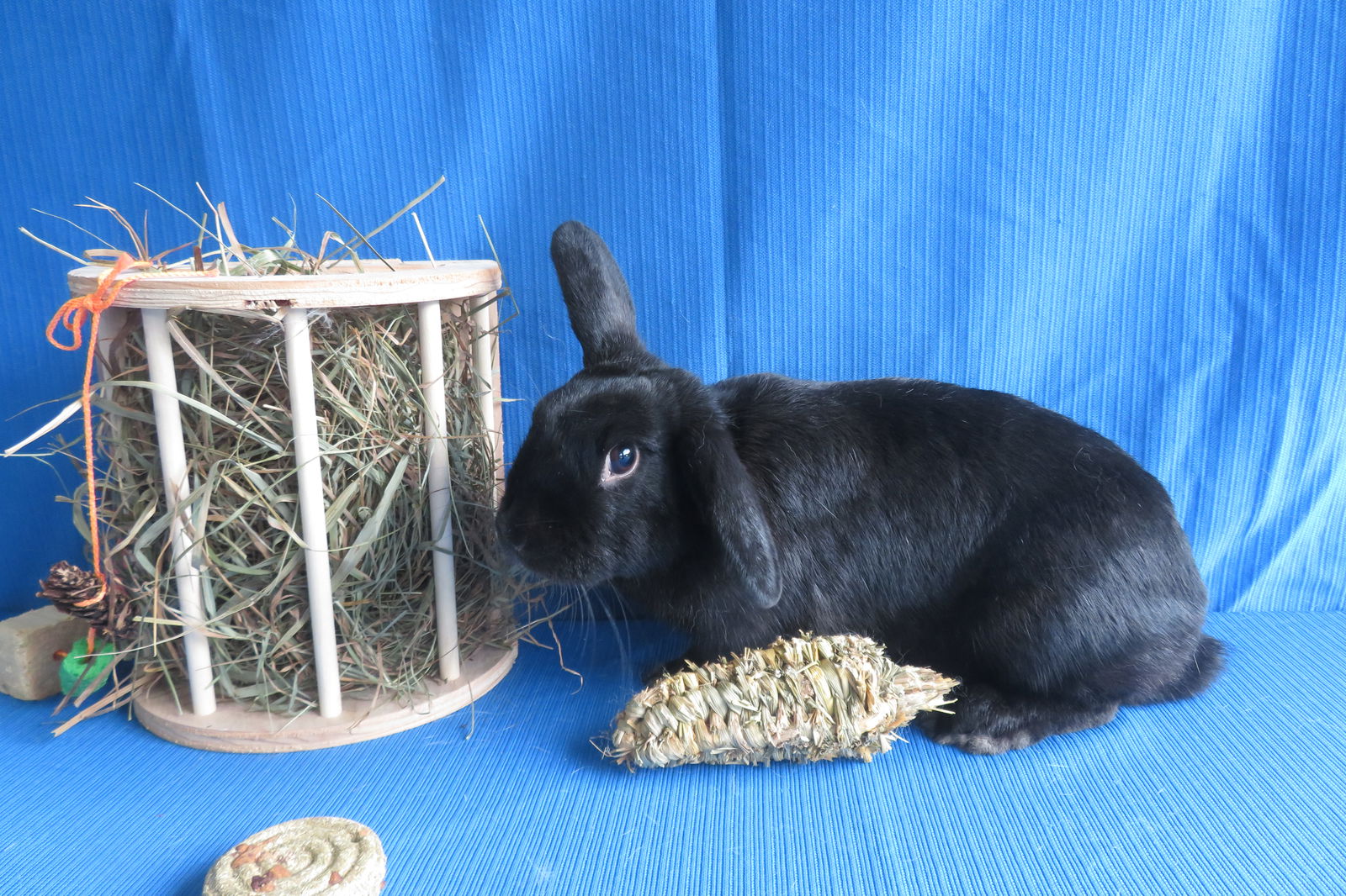 adoptable Rabbit in East Syracuse, NY named Manganese