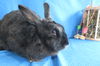 adoptable Rabbit in Syracuse, NY named Rutherfordium