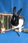 adoptable Rabbit in  named Californium