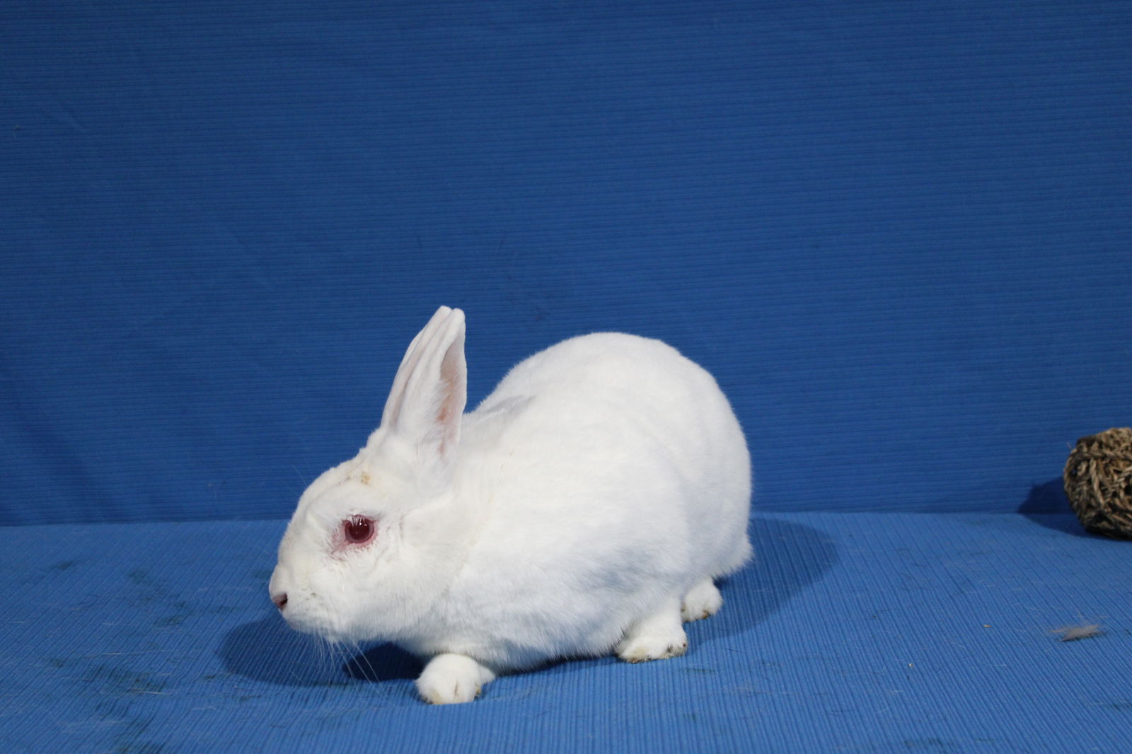 adoptable Rabbit in East Syracuse, NY named Bangladesh