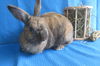 adoptable Rabbit in East Syracuse, NY named Musical