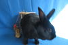 adoptable Rabbit in Syracuse, NY named Gambia