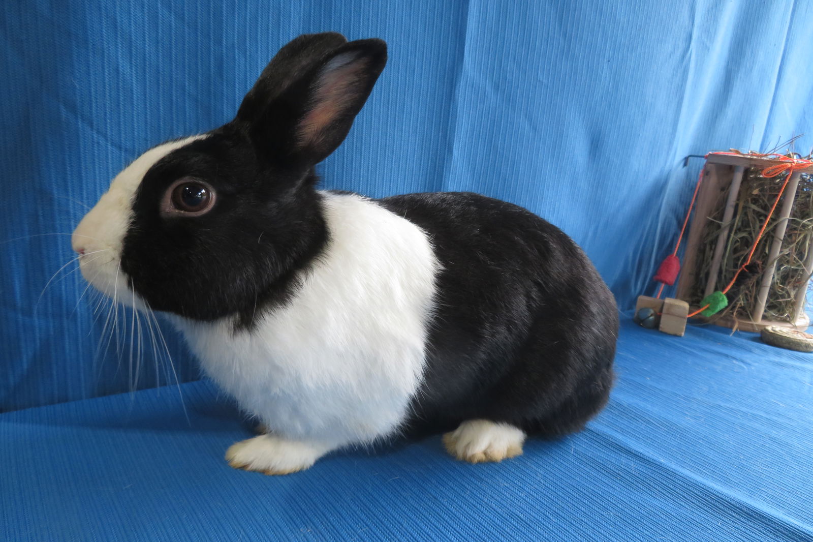 adoptable Rabbit in East Syracuse, NY named Georgia