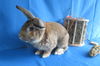 adoptable Rabbit in  named Mendelvium