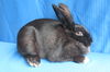 adoptable Rabbit in East Syracuse, NY named Bromine