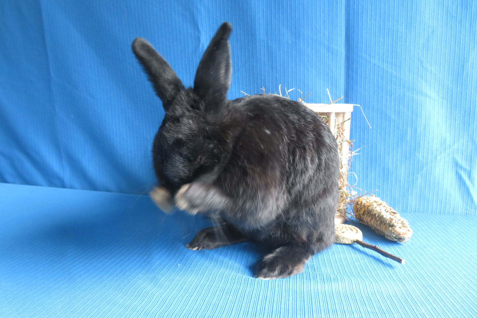 adoptable Rabbit in East Syracuse, NY named Dubnium