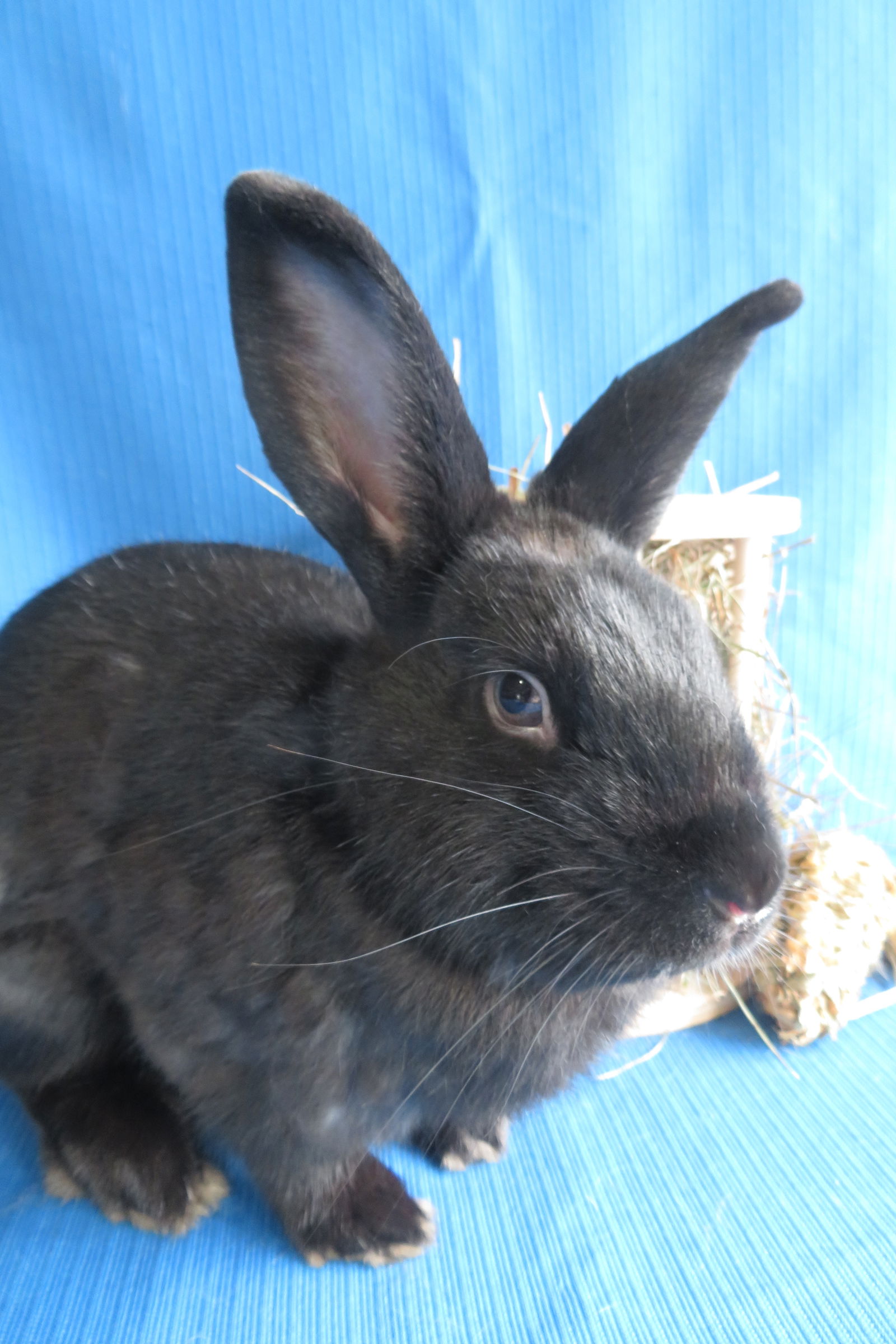 adoptable Rabbit in East Syracuse, NY named Benin