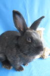 adoptable Rabbit in Syracuse, NY named Benin