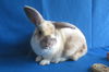 adoptable Rabbit in  named Magnesium