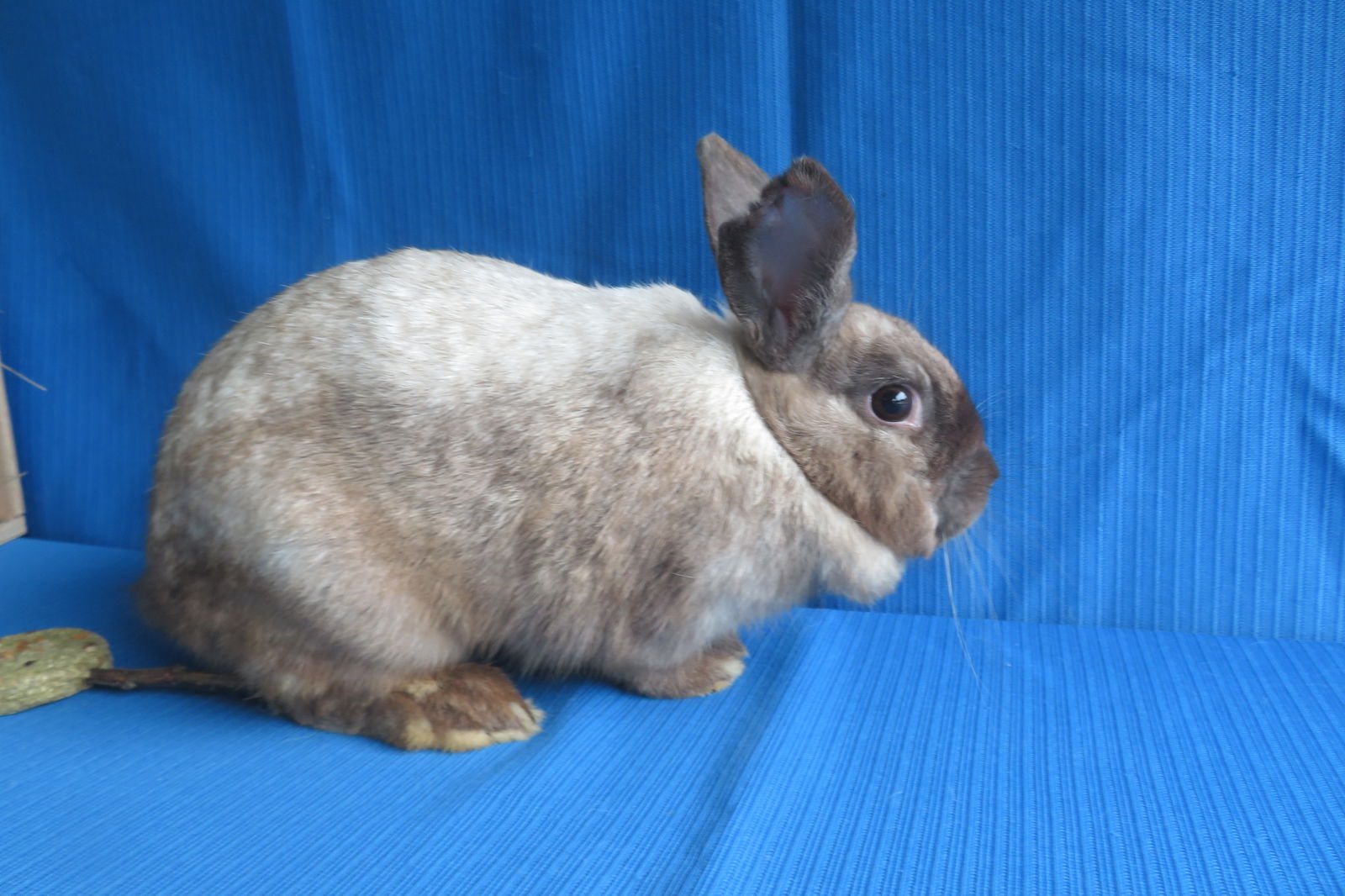 adoptable Rabbit in East Syracuse, NY named Rhenium