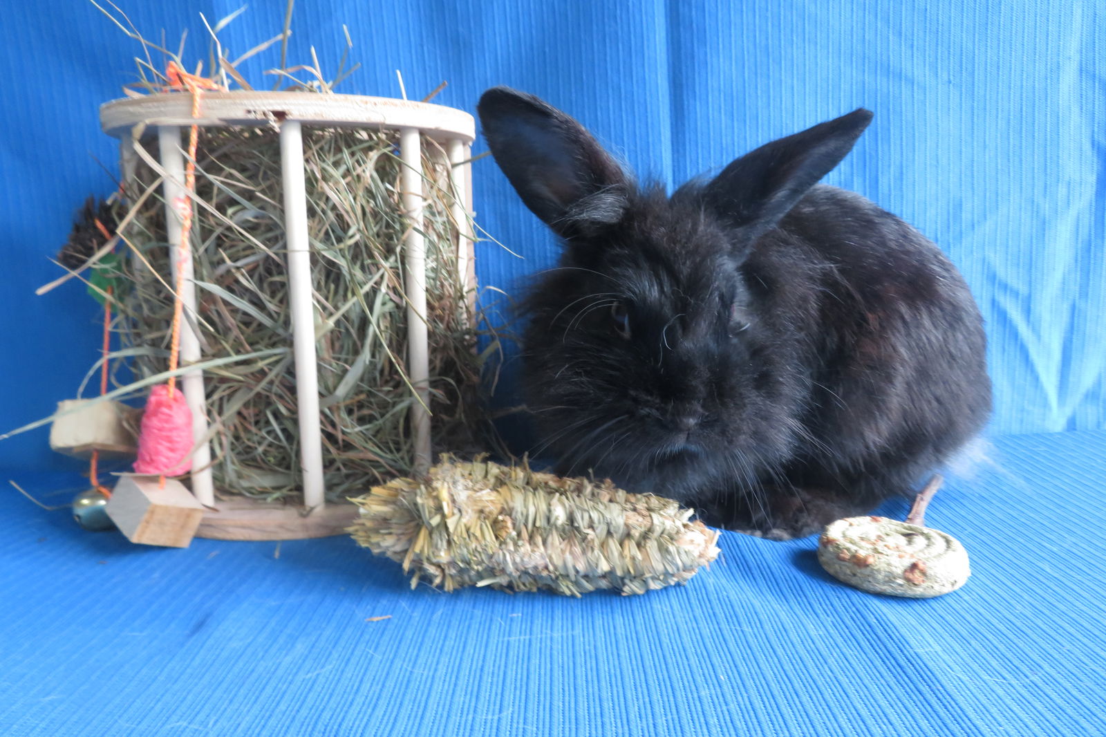 adoptable Rabbit in East Syracuse, NY named Barium