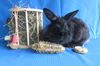 adoptable Rabbit in  named Barium